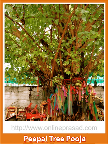 Peepal Tree Puja