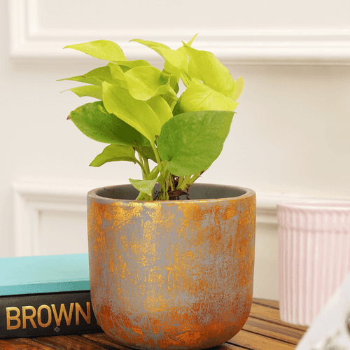 Century Terracotta Planter