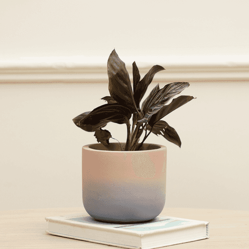Smoky Terracotta Planter