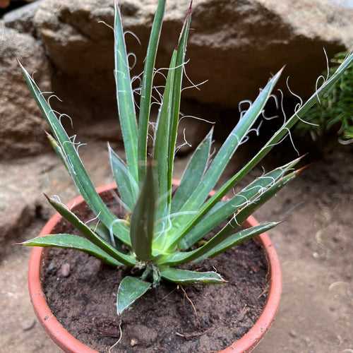 Agave Filifera compacta Plant