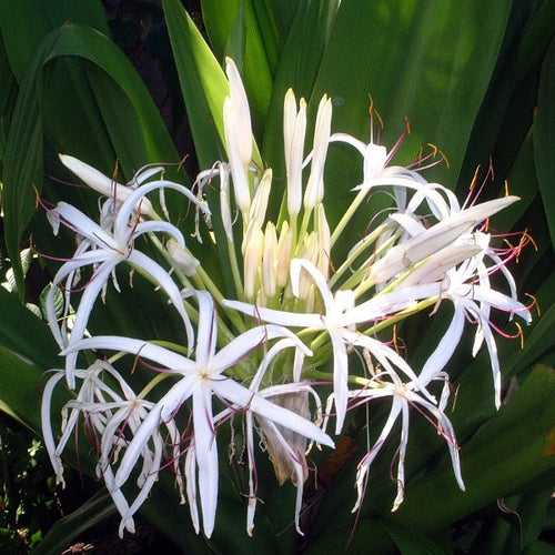 Crinum asiaticum (Bulbs)