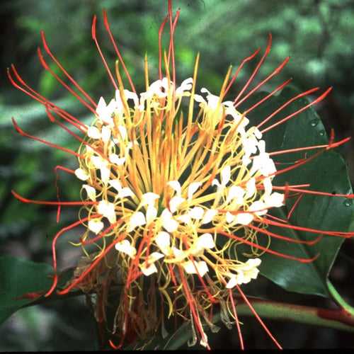 Hedychium ellipticum lily (Bulbs)