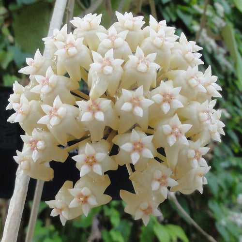 Hoya Latifolia Plant