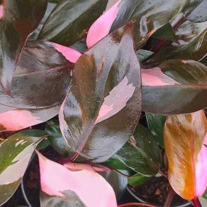 Philodendron 'Pink Princess' Plant