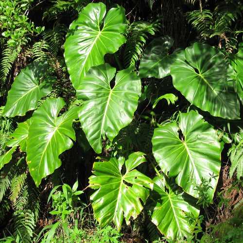 Philodendron giganteum Plant