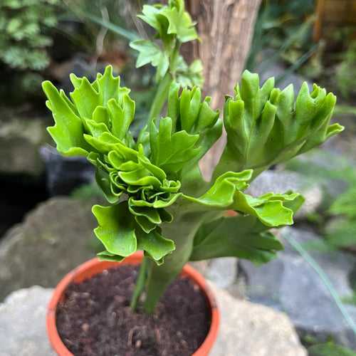 Polypodium Polycarpon Fern Plant