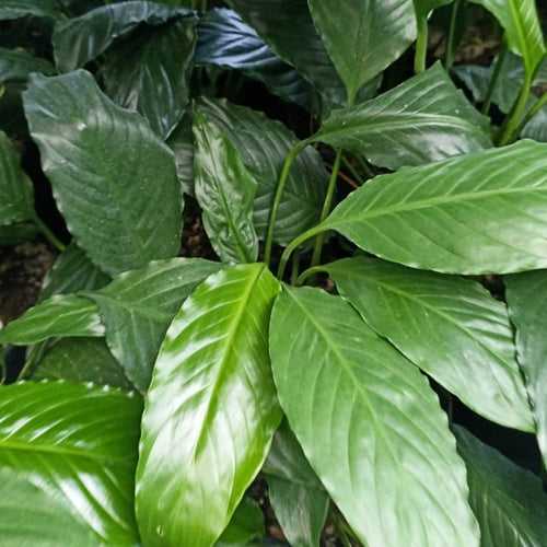 Peace Lily blandum Plant