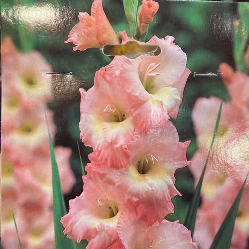 Gladiolus 'Friendship' (Bulbs)