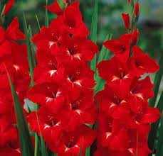 Gladiolus 'Trader Horn' (Bulbs)