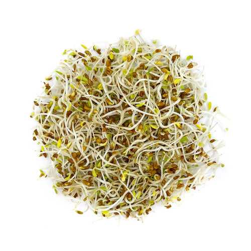 Alfalfa Seeds for Growing Sprouts & Microgreens 200g | Organic & Heirloom Vegetable Sprouting Seeds for Kitchen Garden