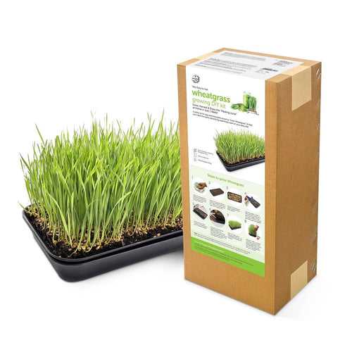 Complete Wheatgrass Growing DIY Kit |  Microgreen Trays | Soilless Cocopeat Mix | Organic Wheatgrass Seeds