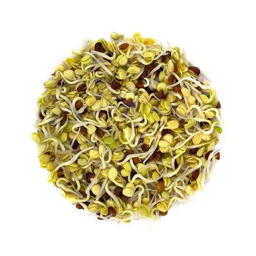 Radish Seeds for Growing Sprouts & Microgreens 200g | Open-Pollinated Vegetable Sprouting Seeds for Kitchen Garden