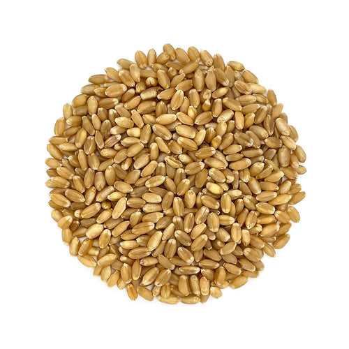 Wheatgrass Seeds for Growing Microgreens & Sprouts 800g | Organic Microgreen Seeds for Kitchen Gardening | Wheat Berries