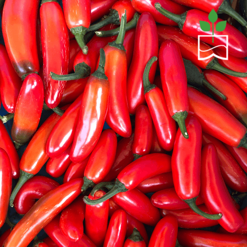 Serrano Peppers (Red)