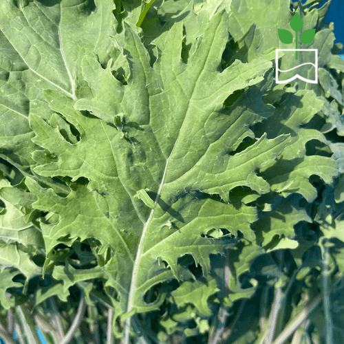 Kale (Red Russian)