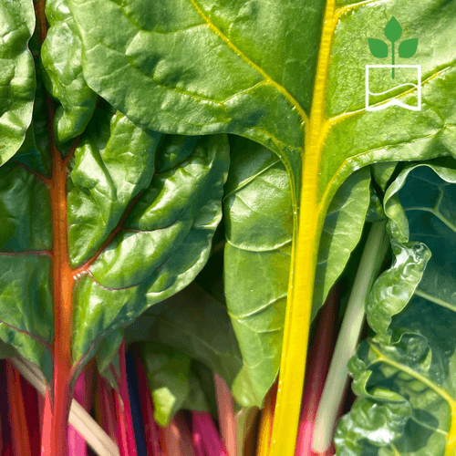 Rainbow Swiss Chard