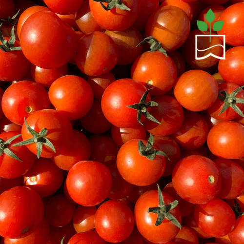 Red Cherry Tomatoes