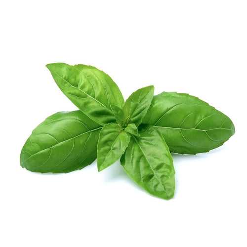 Basil (Hydroponic)