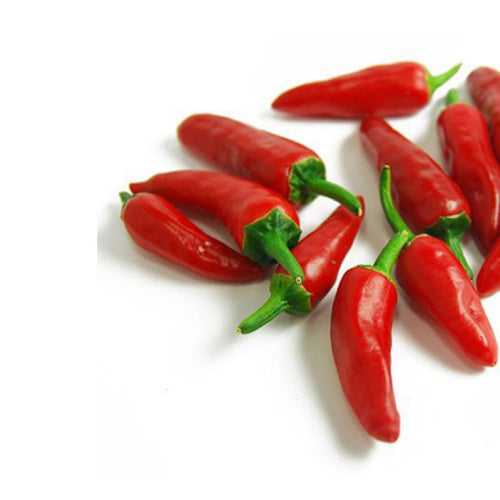 Bird's Eye Chilli (Hydroponic)