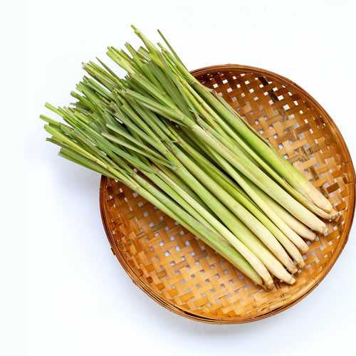 Lemongrass (Hydroponic)