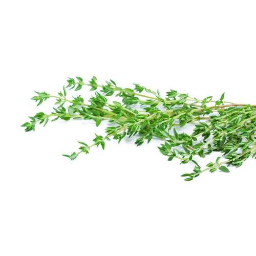 Thyme (Hydroponic)