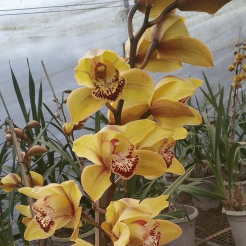 Appleby Royal Surprise Cymbidium (Mature)