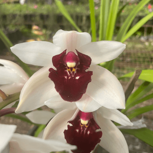 Cymbidium Yai