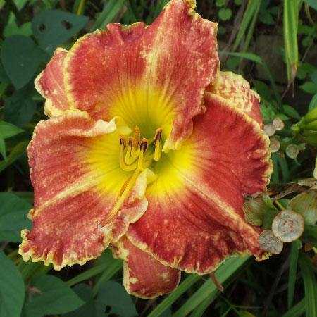 Day Lily Hybrids