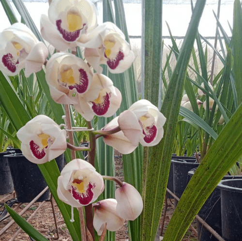 Blushing A-30 Cymbidium (Mature)