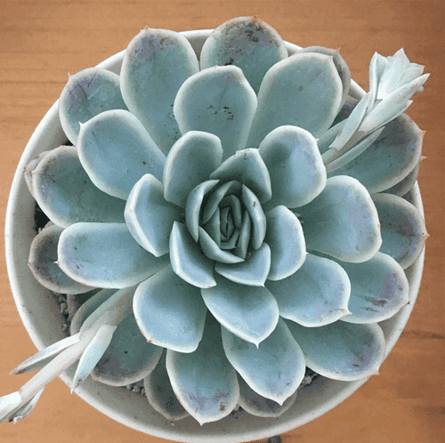 Echeveria 'Arctic Ice'