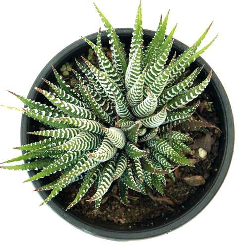 Haworthia Fasciata "Zebra Plant"