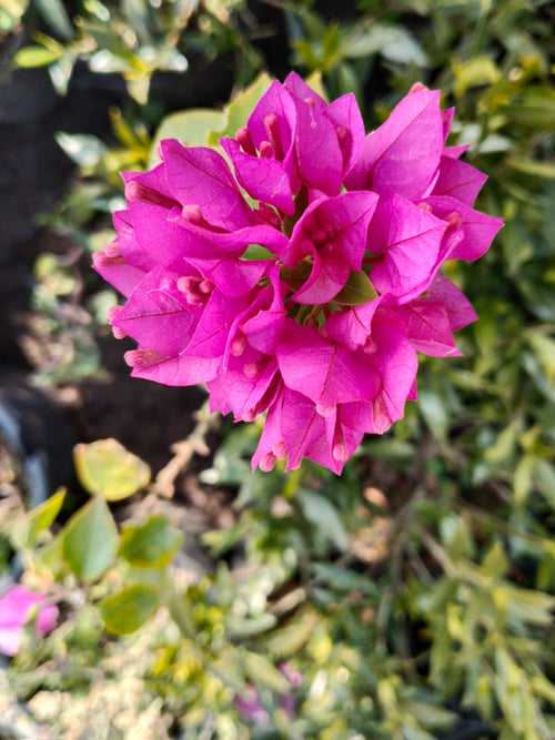 Bougainvillea