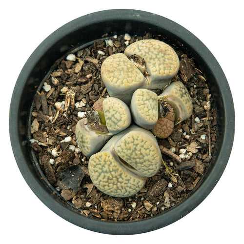 Lithops (Brown)