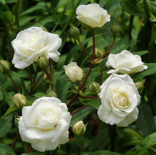 MIDSUMMER SNOW | Shrub Rose