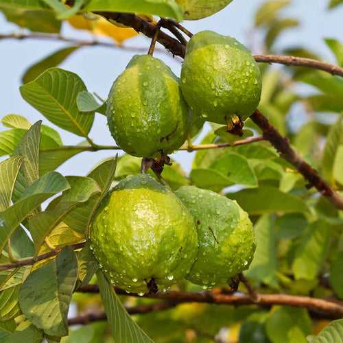 White Hybrid Guava (Fruit plant)