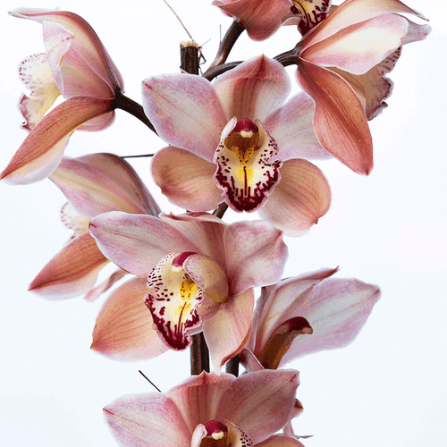 Powder Puff Cymbidium Orchid ( Mature )