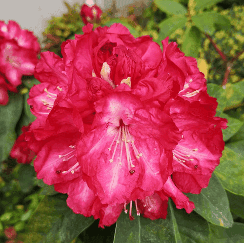 Rhododendron Arboreum