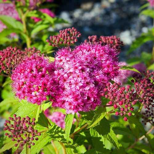 Spiraea Japonica (Japanese Spirea) 'MIX'