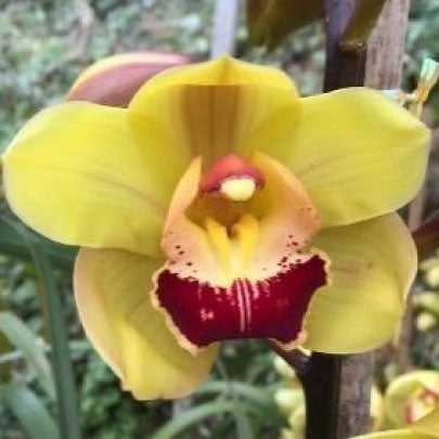 Tracy Reddaway Cymbidium Orchid (Mature)