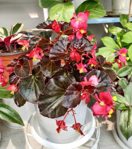 Wax Begonia