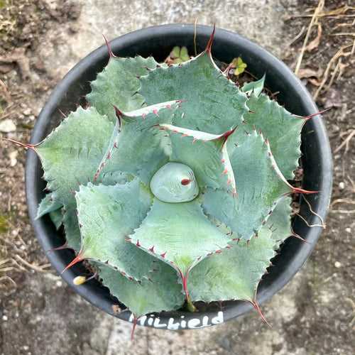 Agave potatorum