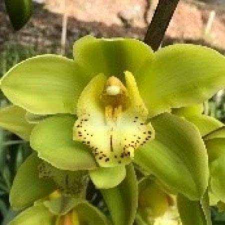 Yellow River Tara Cymbidium Orchid