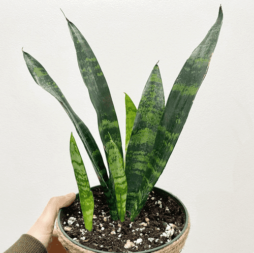 Sansevieria Trifasciata 'Black Coral'