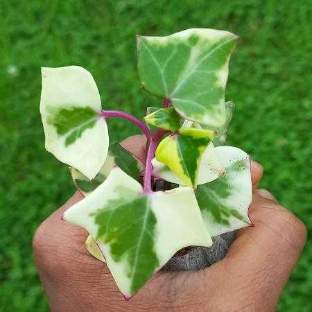 Variegated Wax Ivy  (Senecio macroglossus ‘Variegatus’)