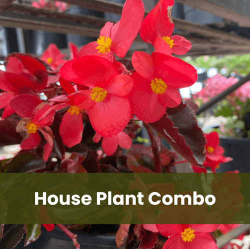 Houseplant Combo