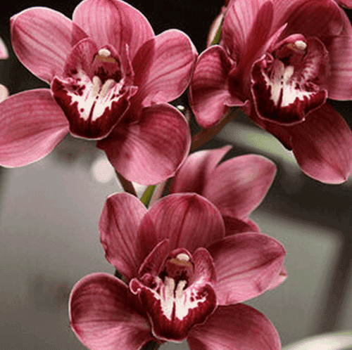 Cymbidium Hypno beauty 'Select Bryant' (Mature)