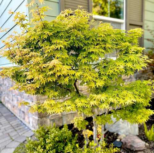 Japanese Maple Tree (Acer Palmatum)