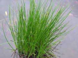 Juncus effusus