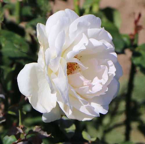 Marie Luise Marjan | Hybrid Tea Rose