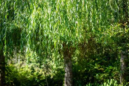 Weeping Willow